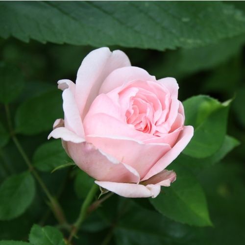 Rosa Eglantyne - rosa - Árbol de Rosas Inglesa - rosal de pie alto- forma de corona de tallo recto